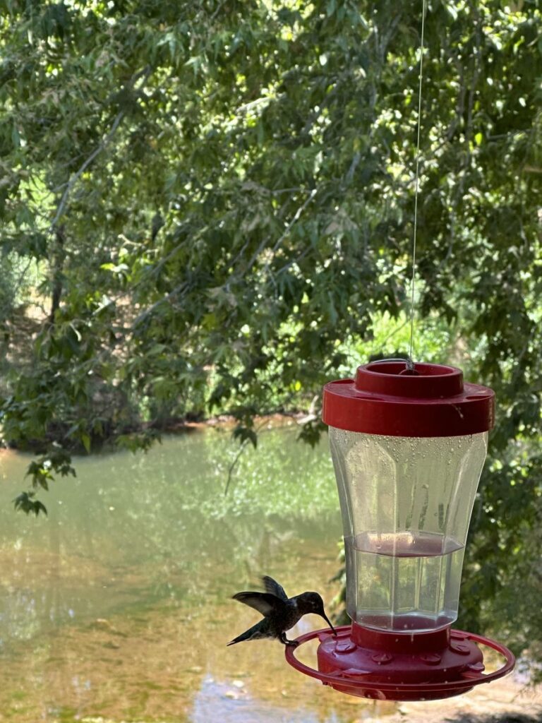 hummingbird feeding on feeder above creek - vertical